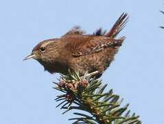 Eurasian Wren