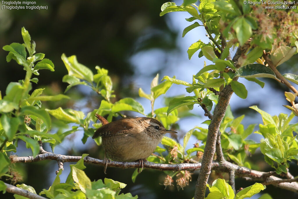 Eurasian Wren