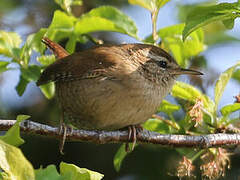 Eurasian Wren