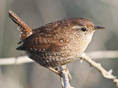 Eurasian Wren