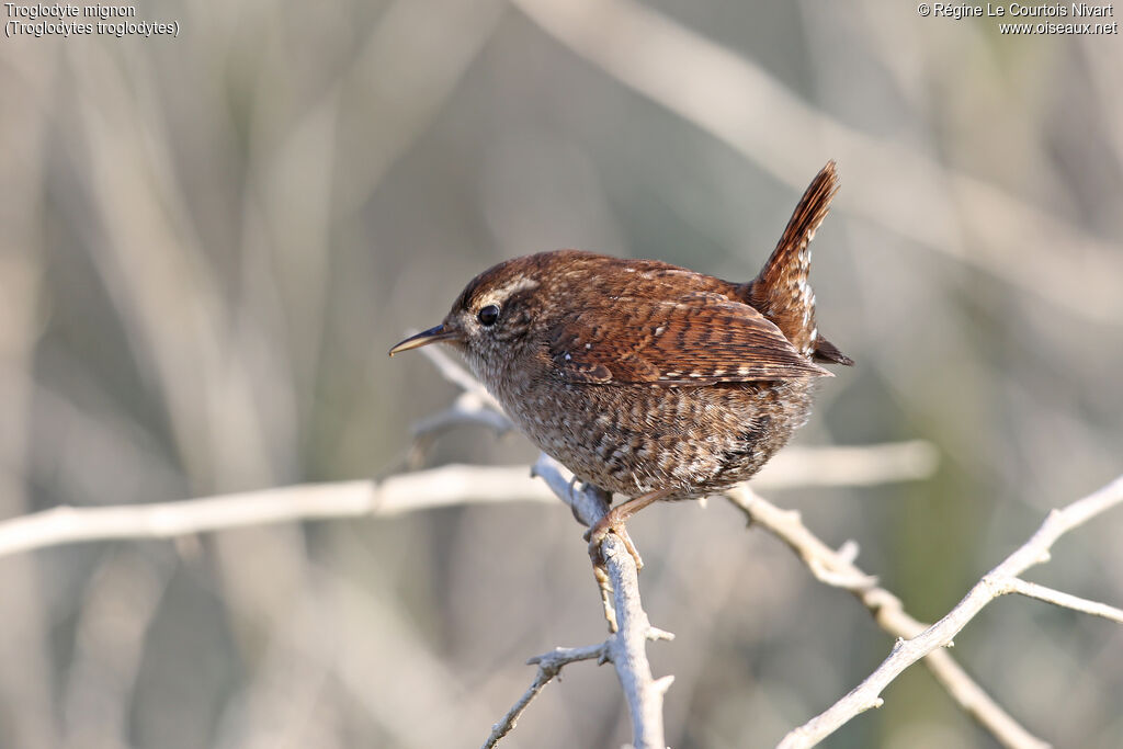 Eurasian Wren