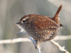 Eurasian Wren