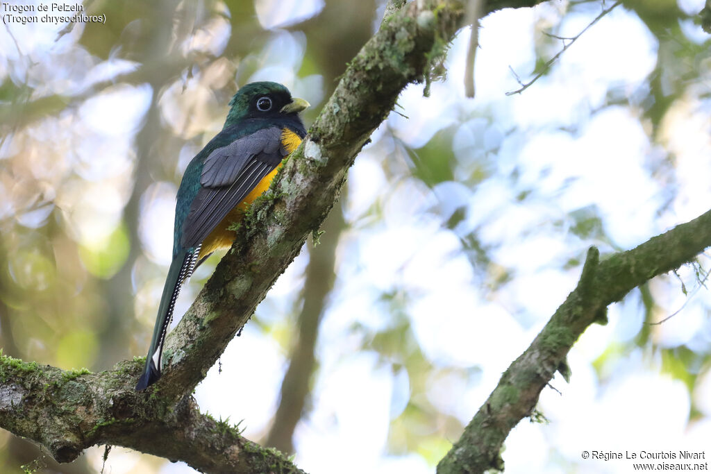 Trogon de Pelzeln