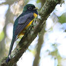 Trogon de Pelzeln