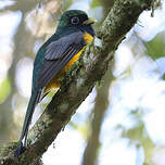 Trogon de Pelzeln
