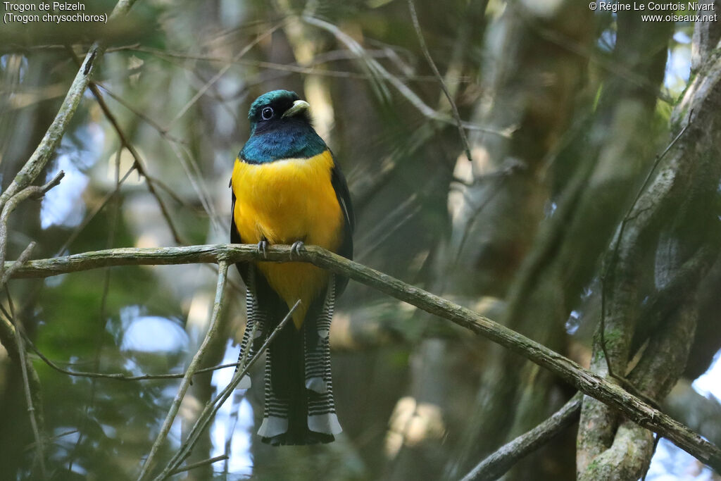 Trogon de Pelzeln