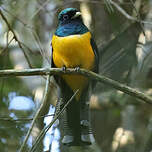Trogon de Pelzeln