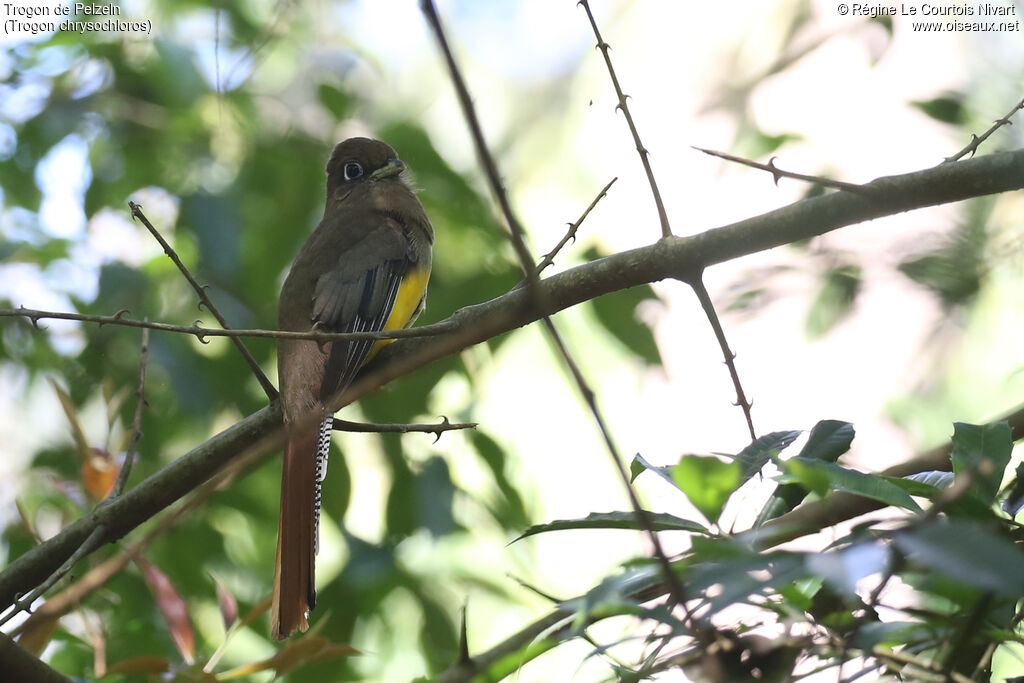 Trogon de Pelzeln