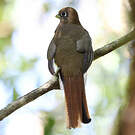 Trogon de Pelzeln