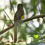 Trogon de Pelzeln