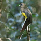 Trogon de Pelzeln