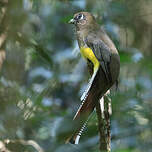 Trogon de Pelzeln