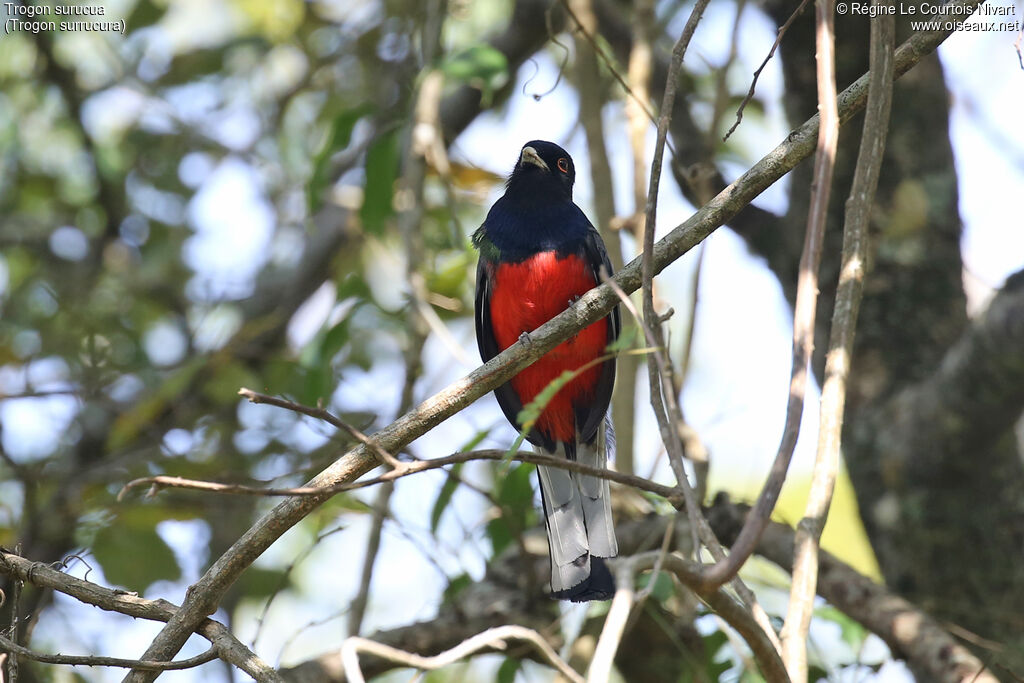 Trogon surucua mâle