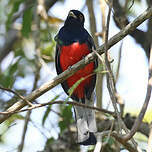 Trogon surucua
