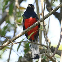 Trogon surucua