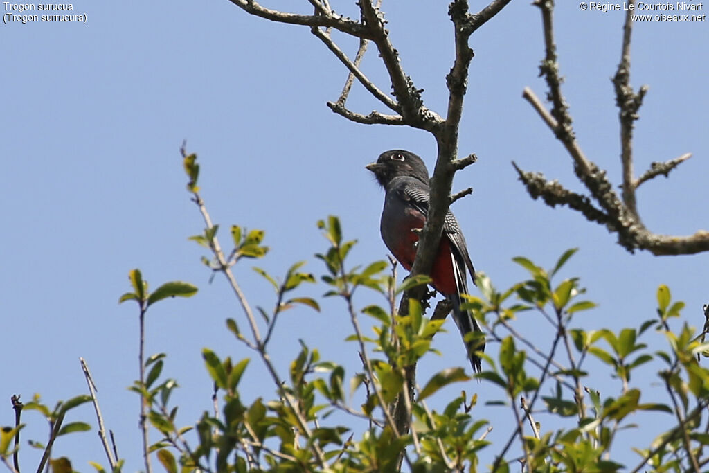 Trogon surucua femelle