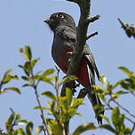 Trogon surucua