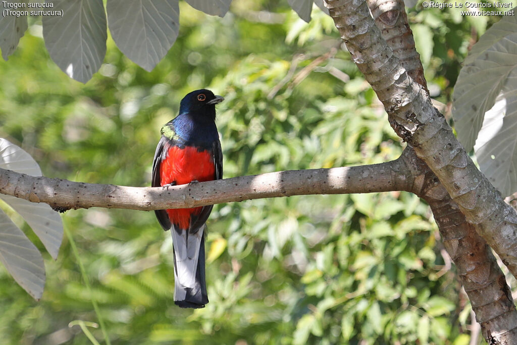 Trogon surucua mâle