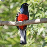 Trogon surucua