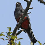 Trogon surucua