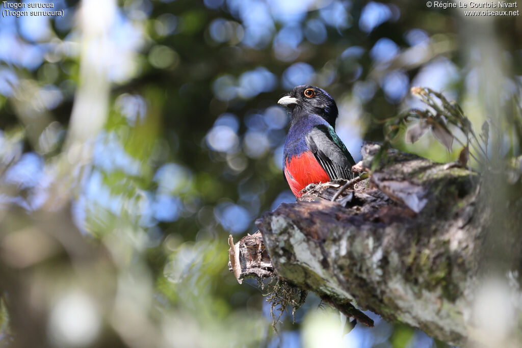 Trogon surucua