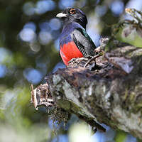Trogon surucua