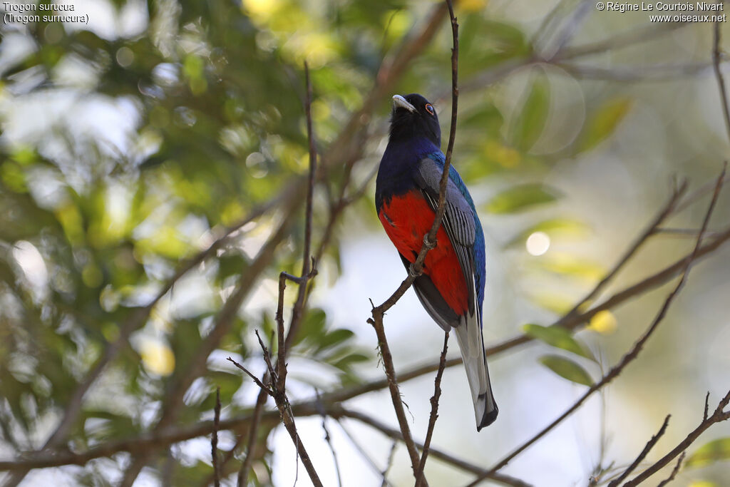 Trogon surucua