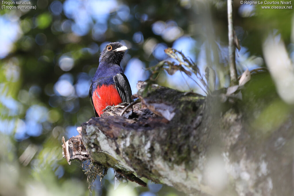 Trogon surucua