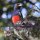 Trogon surucua