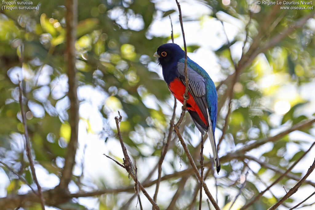 Trogon surucua