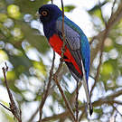 Trogon surucua