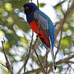 Trogon surucua
