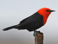 Troupiale à tête rouge