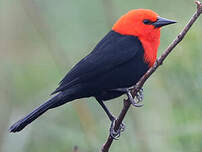 Troupiale à tête rouge