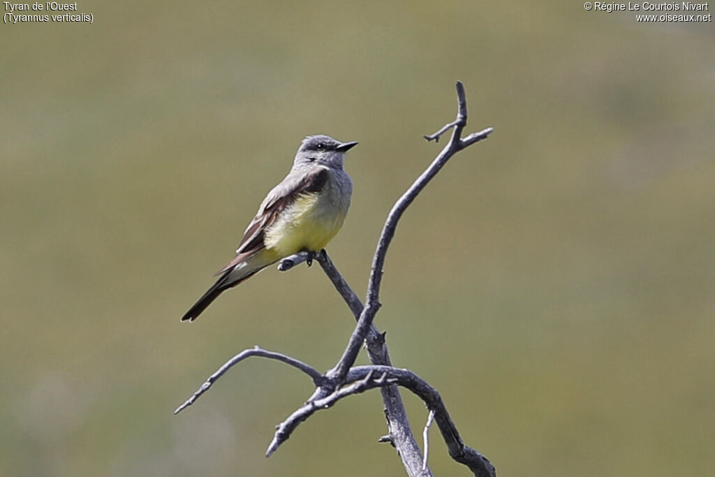 Western Kingbird