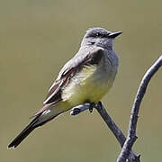 Western Kingbird