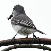 Grey Kingbird