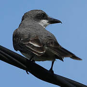 Grey Kingbird