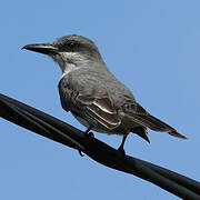 Grey Kingbird