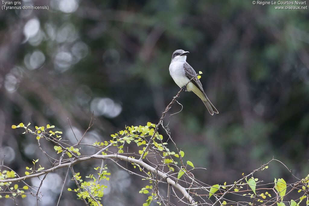 Grey Kingbird