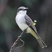 Grey Kingbird