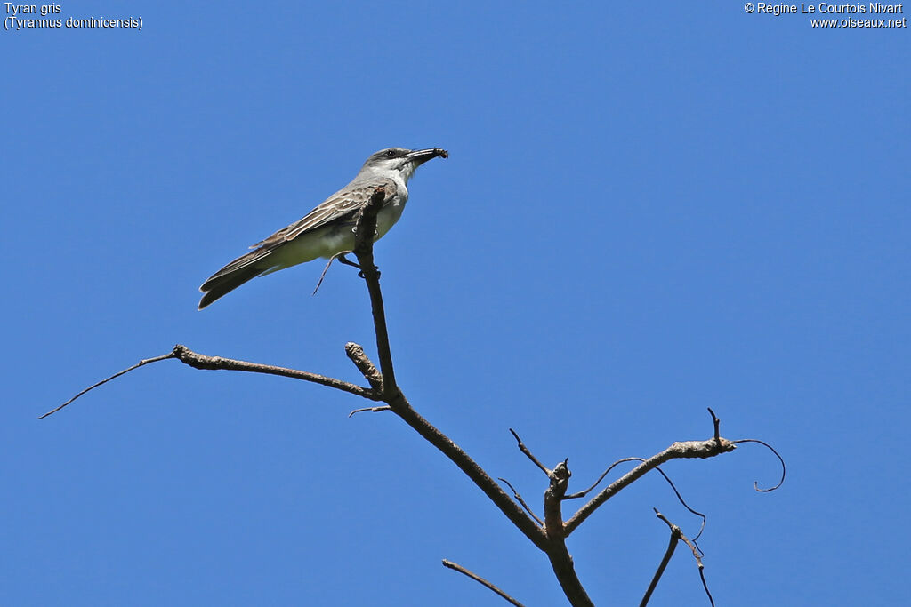 Grey Kingbirdadult, feeding habits