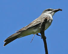 Grey Kingbird