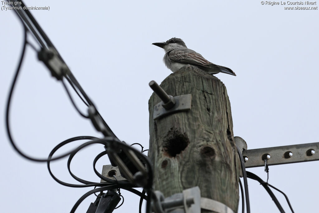 Grey Kingbird