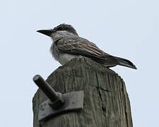 Grey Kingbird