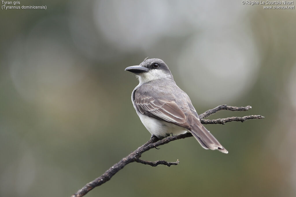 Grey Kingbird