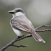 Grey Kingbird