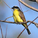 Tyran pitangua