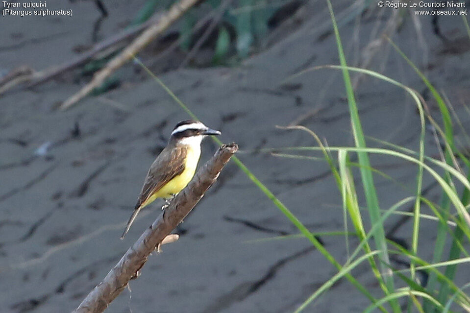 Great Kiskadee