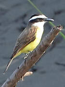 Great Kiskadee